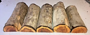 MEZZI TRONCHI LOTTO 5 PEZZI 323A TASSO TORNITURA LEGNO LEGNO VUOTO - Foto 1 di 1