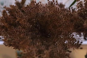 wilde Möhre Daucus carota 200 SAMEN essbar alte Heilpflanze Wildkräuter Nektar - Bild 1 von 3
