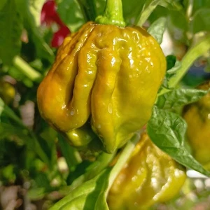 Trinidad Scorpion Moruga Green , 10 semillas , Capsicum chinense (476) - Picture 1 of 1