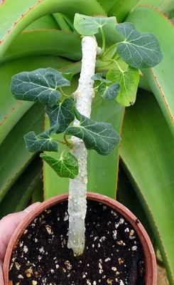 CYNANCHUM PACHYCLADON  stapelia pseudolithos huernia  caudex euphorbe jatropha - Photo 1/4