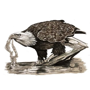 Decal Vinyl Sticker Eagle Drinking Water Made in USA - Picture 1 of 1