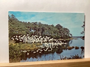 Snow Geese, Chincoteague National Wildlife Refuge: - Vintage  Postcard - Picture 1 of 3