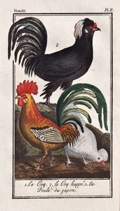 Hahn coq cock Vogel bird oiseau Vögel birds oiseaux Kupferstich Buffon - Bild 1 von 1