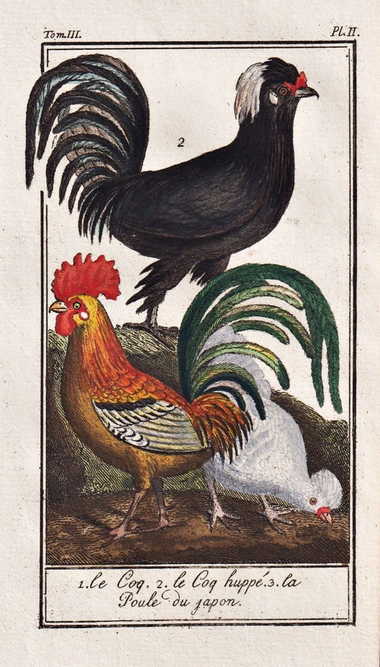 Hahn coq cock Vogel bird oiseau Vögel birds oiseaux Kupferstich Buffon - Bild 1 von 1