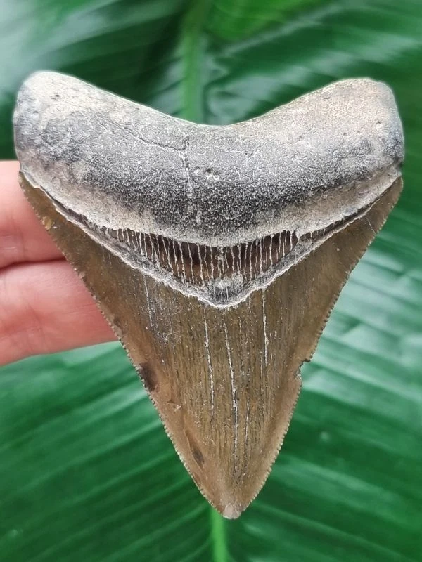 8,4 cm scharfer Zahn des Megalodon - Hai Zahn Fossil - Bild 1 von 4