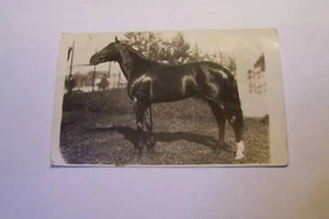 SPORTKARTE Pferd des Grafen Matteucci Forli - Bild 1 von 1