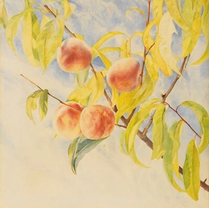 Peach Branch 30 x 30 in Roll Canvas Art Print | Antique Fruit Art - Picture 1 of 2