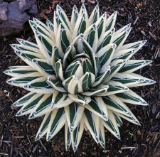 AGAVE  Victoriae reginae - White princess 20 seeds 