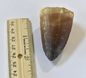 Prognathodon currii Tooth Fossil – Excellent Preservation – 2.25" - Morocco - Picture 1 of 8