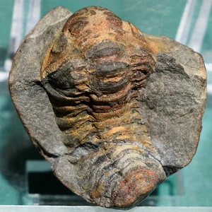 Acastoides Trilobite Fossil – Devonian Era collectible (Bolivia, South America) - Picture 1 of 13