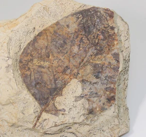Foglio, pioppo, Populus sp., Terziario, Miocene, Ratisbona, Germania-x191 - Foto 1 di 4