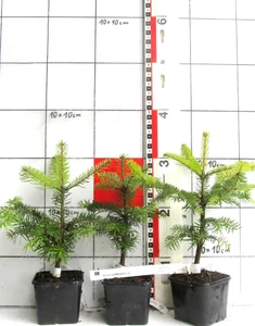 Abies nordmanniana, "Oh Tannenbaum", Nordmanntanne, mehrj. Pflanze) im Topf - Bild 1 von 2