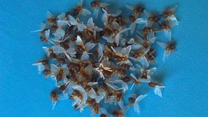 Deko Plastik Bienen mit Nadel Dekoration Bienchen Pinnwand Pinnadeln Geschenke - Picture 1 of 5