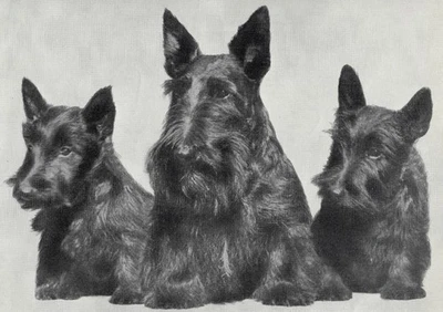 Шотландский терьер "Трио" - 1934 Винтажная Собака Искусство "Фото" Печать - НА ЗАКАЗ МАТОВАЯ - Изображение 1 из 2