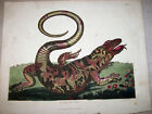 The Safeguard Lizard of Surinam: Beautiful hand colored; Original  is dated 1816