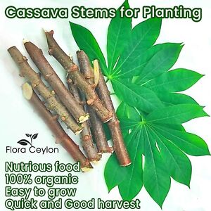 100% Natural White Cassava/Tapaico/Manioc Fresh cutting Stems For Plating Sticks