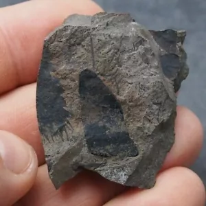 Planta fósil Neuropteris ovata hoja carbonífera fosilies Francia - Imagen 1 de 6
