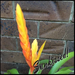 Vriesea SCHWACHEANA x VR ENSIFORMIS BICOLOR - Med Sized Grower - Bromeliad - Picture 1 of 10
