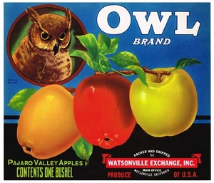 GENUINE 1940S APPLE CRATE LABEL OWL BRAND WATSONVILLE PAJARO VALLEY VINTAGE NOS - Picture 1 of 1
