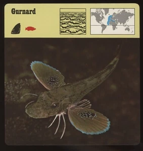 Gurnard Safari Karten Rencontre Fisch - Bild 1 von 1