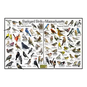 Póster de identificación de aves de patio trasero de Massachusetts/guía de aves - Imagen 1 de 5