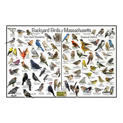 WHERE'S WILDLIFE Backyard Birds of Massachusetts Bird Identification Nature Poster / Bird Guide