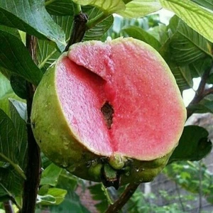 Grafteds Guava Red Sukun Fruit Tree Fast Shipping - Picture 1 of 3