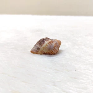 Vintage Rare Beautiful Natural Conch Shell Beach Decorative Collectible SL13 - Picture 1 of 11