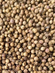 Common Cilantro Coriander 1 oz seeds Heirloom Organically Grown Fresh Harvest - Picture 1 of 2