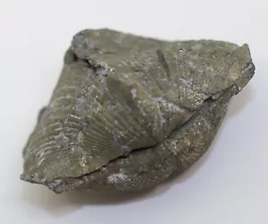 Brachiopode, paraspirifer bownockeri, Devon, Silica Sh., Sylvania, Ohio, USA-k757 - Foto 1 di 7