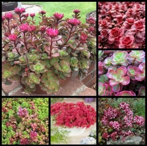 Gorgeous Sedum Spurium "Dragon's Blood" Succulent Starter Plant - Picture 1 of 10