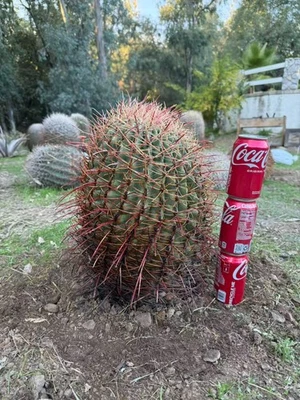 16-летний редкий гигантский розовый ферокактус 42 см — живой голый корень, коллекционный класс - Изображение 1 из 4