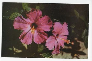 Postal vintage hibisco Florida FL  - Imagen 1 de 4