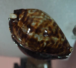 CYPRAEA FRIENDII FRIENDII EXTRAÑO - Imagen 1 de 2