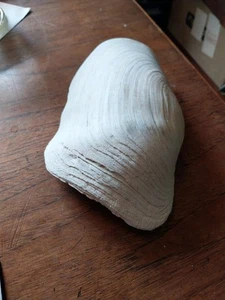 Giant Clam Shell Panopea - Picture 1 of 7