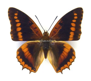 Mariposa/Nymphalidae sin montar - Charaxes lucretius intermedius, macho, coche - Imagen 1 de 2