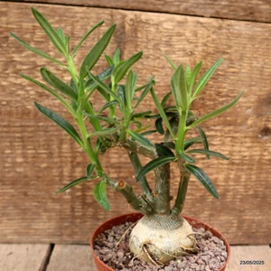 D4340 PACHYPODIUM BISPINOSUM pot10,5-H15-W7 cm MaMa Cactus - Imagen 1 de 4