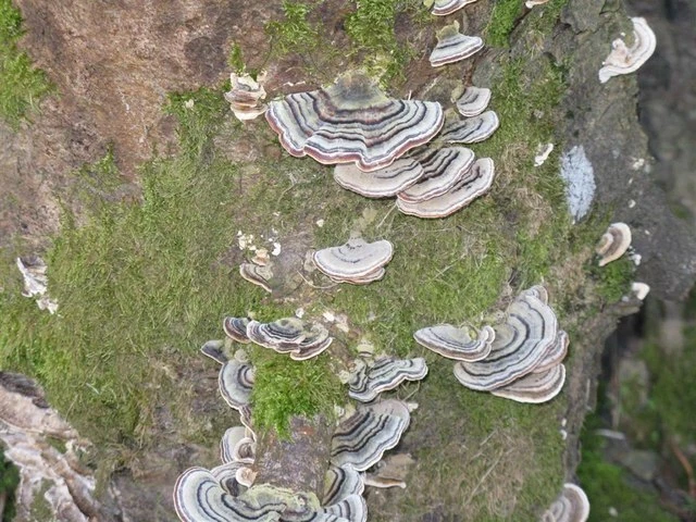 Foto 6x4 Baumstumpfklappe oder Klammer Pilz Peebles\/NT2540 Trametes [Coriolus um 2009 - Bild 1 von 1