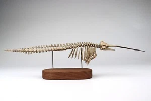 1:18 Scale Unicorn Whale Skeleton Model 3D Printed Narwhal Animal Scene GK Decor - Picture 1 of 9