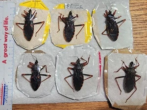 ONE Psytalla horrida Horrid King Assassin Bug (deceased) For Insect Collection - Picture 1 of 5