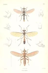 Impresión entomología a color antigua original del siglo XIX - insectos - insectos - Imagen 1 de 2