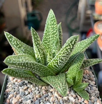 Planta de cactus suculenta Haworthia pumila x Gasteria Foto 1 de 2
