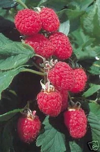 4 oz Candle Scent Oil-RASPBERRY MUSK - Picture 1 of 1