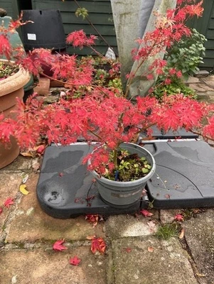 Japanese Maple Seirya with pot/ acer. garden - Image 1 of 3