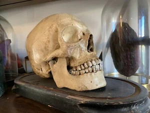 Réplique crane humain résine Oddities / Cabinet de curiosités / curio - Foto 1 di 2