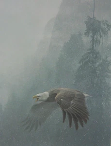 Robert Bateman VIGILANCE - BALD EAGLE Signed And Numbered With Cert - Picture 1 of 2