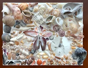 171 Fragmentos de concha marina natural marco de arte artesanal de playa medios mixtos EE. UU. - Imagen 1 de 19