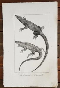 GRAVURE authentique 19°: LA DRAGONNE, LE TUPINAMBIS. Lithographie C. MOTTE - Imagen 1 de 1