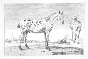 c1650 Pferde Horses Paulus Potter (1625-1654) Original-Kupferstich - Picture 1 of 1