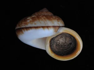 Land snail Cyclophorus malayanus 47.2mm ID#5654 - Picture 1 of 4